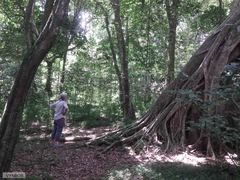 Ficus burkei