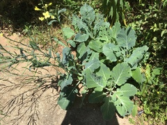 Brassica oleracea viridis