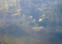 Scardinius erythrophthalmus