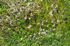 Spergularia purpurea