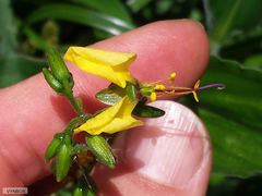 Aneilema aequinoctiale