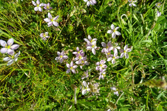 Spergularia purpurea