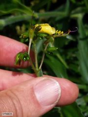 Aneilema aequinoctiale