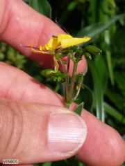 Aneilema aequinoctiale