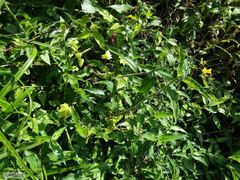 Aneilema aequinoctiale