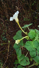 Craniolaria integrifolia