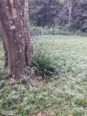 Chlorophytum bowkeri