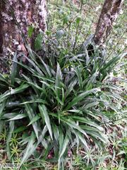 Chlorophytum bowkeri