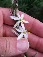 Chlorophytum bowkeri