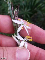 Chlorophytum bowkeri