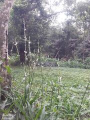 Chlorophytum bowkeri