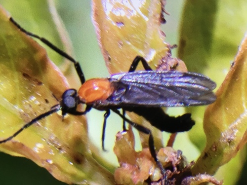 Bibionidae image