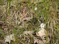 Cerastium arvense strictum
