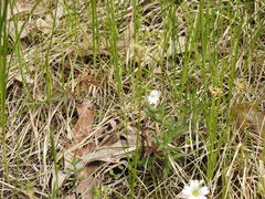 Cerastium arvense strictum