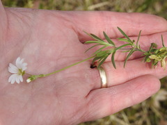 Cerastium arvense strictum