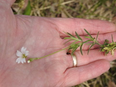 Cerastium arvense strictum
