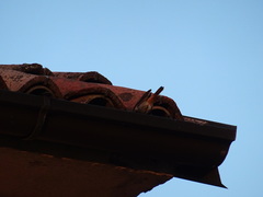 Phoenicurus ochruros