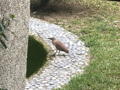 Gorsachius melanolophus