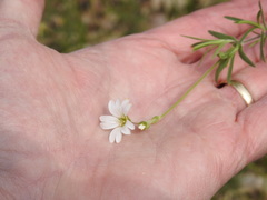 Cerastium arvense strictum