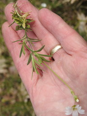 Cerastium arvense strictum