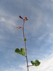 Desmodium molliculum