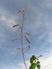 Desmodium molliculum