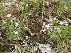 Cerastium arvense strictum