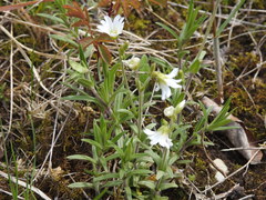 Cerastium arvense strictum