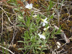 Cerastium arvense strictum