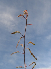 Desmodium molliculum