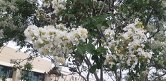 Lagerstroemia indica