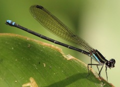 Argia thespis