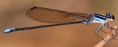 Argia thespis