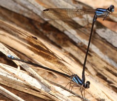 Argia thespis