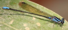 Argia thespis
