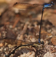 Argia thespis