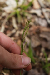 Carex arctata