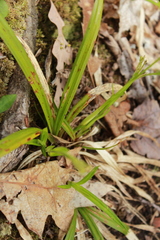Carex arctata