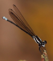 Argia thespis