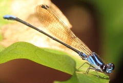 Argia thespis