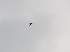 Streptoprocne semicollaris