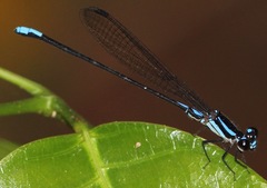 Argia thespis