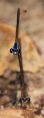 Argia thespis