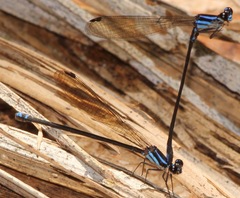 Argia thespis