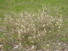 Amelanchier humilis
