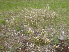 Amelanchier humilis