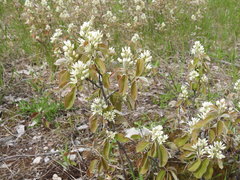 Amelanchier humilis