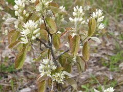 Amelanchier humilis