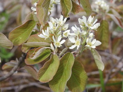 Amelanchier humilis