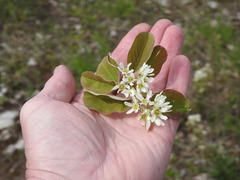 Amelanchier humilis